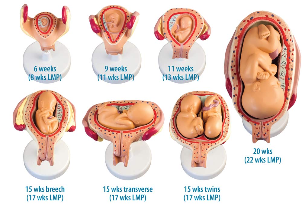Pro life Resources Merchandise Heritage House 76 pro-life-resources-merchandise-heritage-house-76